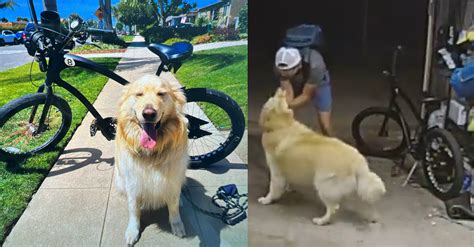 Video of man petting dog before stealing bike from garage leads to arrest